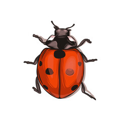 Beautiful Ladybug vector illustration. Isolated on white background. Wildlife animal design.