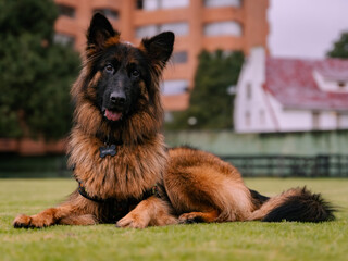 German Shepherd laying in the grass smiling to the camera