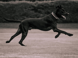 mixed-breed black dog running in a park
