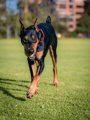 Dobermann dog playing in the park