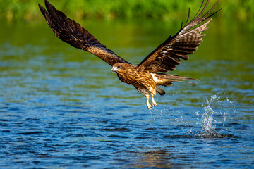 水しぶきを上げ小鮎を狩りするトビ