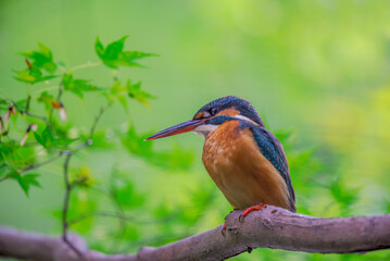 初夏のカワセミ