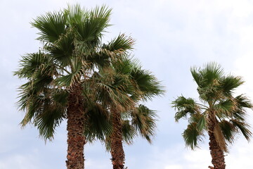 A tall palm tree against a cloudy sky.