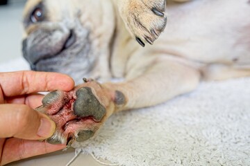 Close up Man Looking at red and itching dog paw at home. - obrazy, fototapety, plakaty