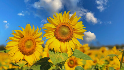 Beautiful sunflower on a sunny day with a natural background