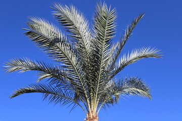 Obraz na płótnie Canvas A tall palm tree against a cloudy sky.