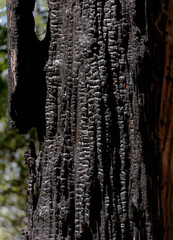 Burned tree in Yosemite NP