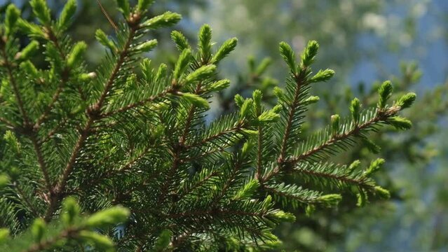 spruce branch with fresh shoots in spring in wild forest. green young needles on branches of fir tree in the park. young shoots on fir trees on a sunny day. beauty in nature. closeup.