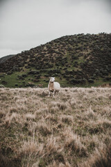 Sheep in a field