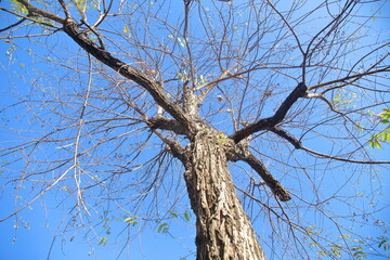 The fallen tree left only the branches