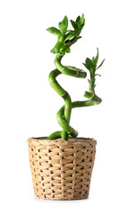 Pot with bamboo plant on white background