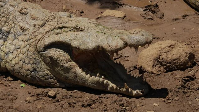 A close-up of a Nile crocodile's scaly head with its mouth wide open to keep cool and closing its eyes now and then.