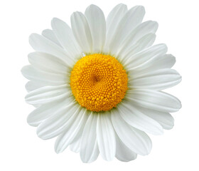 chamomile flower or White Daisy isolated.  PNG transparency 