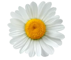 Zelfklevend Fotobehang chamomile flower or White Daisy isolated.  PNG transparency  © POSMGUYS