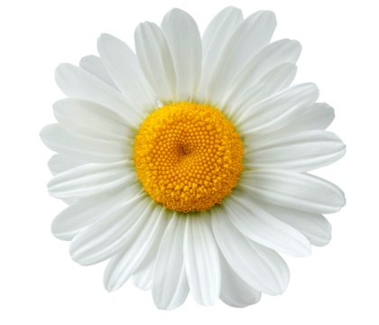 chamomile flower or White Daisy isolated.  PNG transparency	