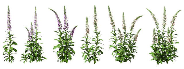 Wildflower bloom nature plants cut out backgrounds 3d rendering png file