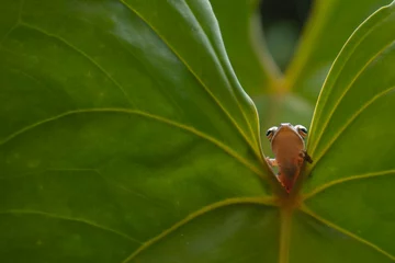 Foto op Canvas small frog on the green leaf © Debbi