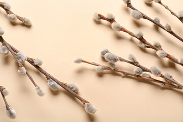 Pussy willow branches on beige background