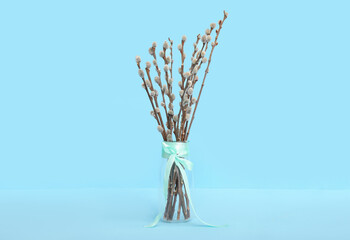 Glass vase with pussy willow branches tied by turquoise ribbon on blue background