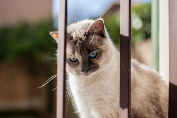Gatto dagli occhi azzurri in posa