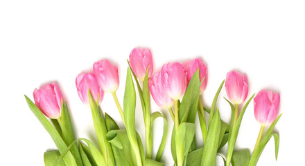 Beautiful tulip flowers isolated on white background
