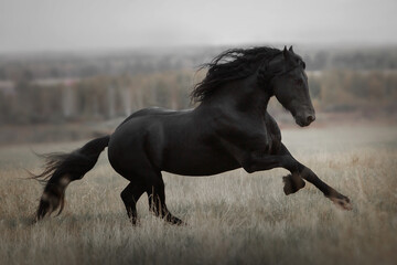 Friesian black stallion