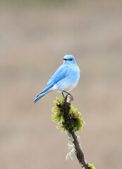 Mountain Bluebird