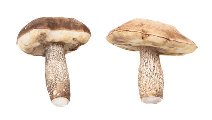 Fototapeta premium Boletus mushrooms isolated on white background.