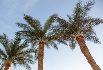 Fototapeta premium Palm tree against the blue sky.
