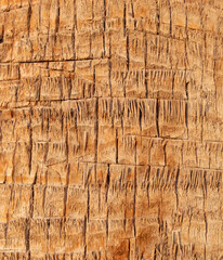 Palm tree bark as a background.