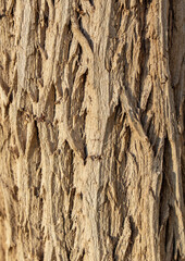 Tree bark as an abstract background.