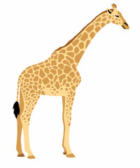 standing giraffe cartoon vector illustration isolated on white © Vector rare animals