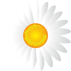 Daisy flower isolated on transparent background. Vector illustration png file