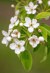 Flowers on the branches of a pear tree in spring.