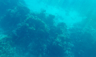 Coral reef at the bottom of the Red Sea.