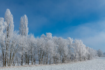 Winterlandschaft, Bäume mit Raureif