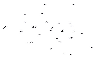 Flock of raven birds isolated on white