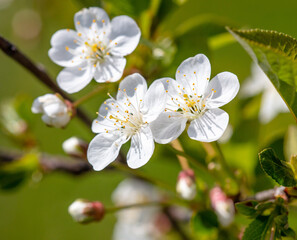 Flowers on a cherry tree in spring.