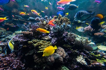Singapore sentosa aquarium