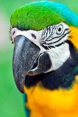 Portrait d'un ara