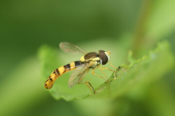 Natural closeup on a long hoverly, Sphaerophoria scripta, sitting on a green leaf