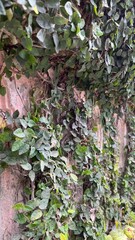 ivy on the wall