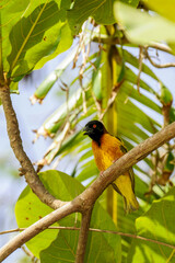 Tisserin perché dans un arbre