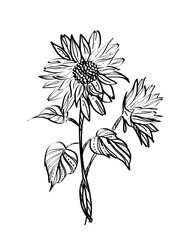 Black and white sunflowers vintage illustration