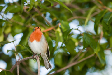 Rouge-gorge perché sur une branche