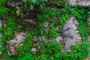 Close-up bright green moss on an old stone wall.