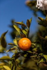 orange fruit on tree