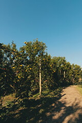 Obraz premium Orange garden