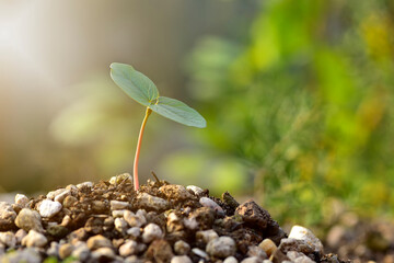 Seedling growing from fertile soil till morning sunlight shining, ecology concept. Selective focus.