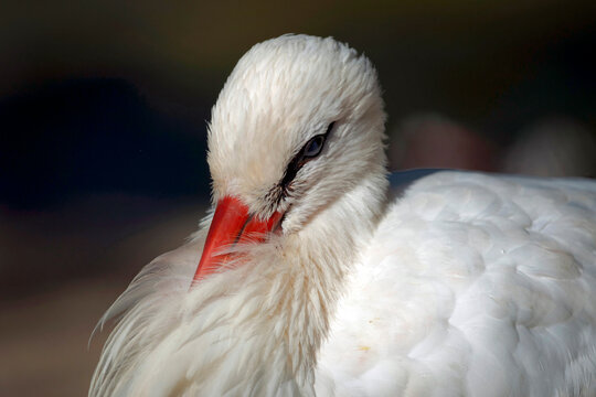 Portrait serr&eacute; d'une cigogne